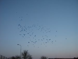 Img 0334